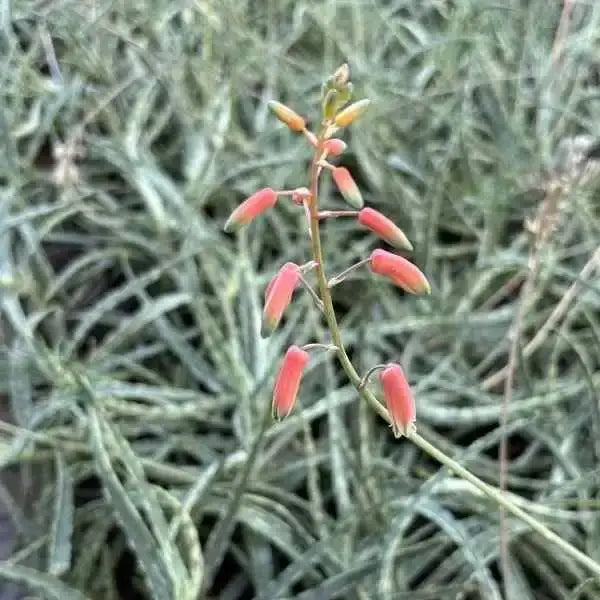 Tom Thumb Aloe Vera