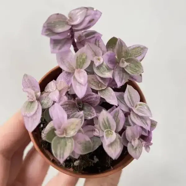 Tradescantia Callisia Pink Passion, Pink Lady