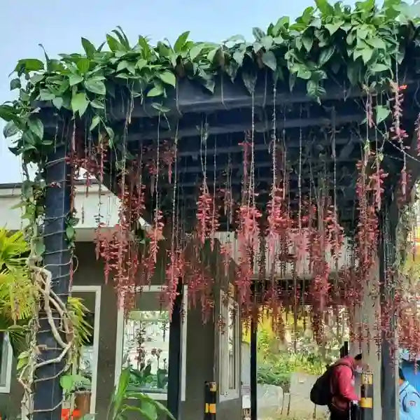 Scarlet Clock Vine (Thunbergia Cocinea) - Flowering Climber