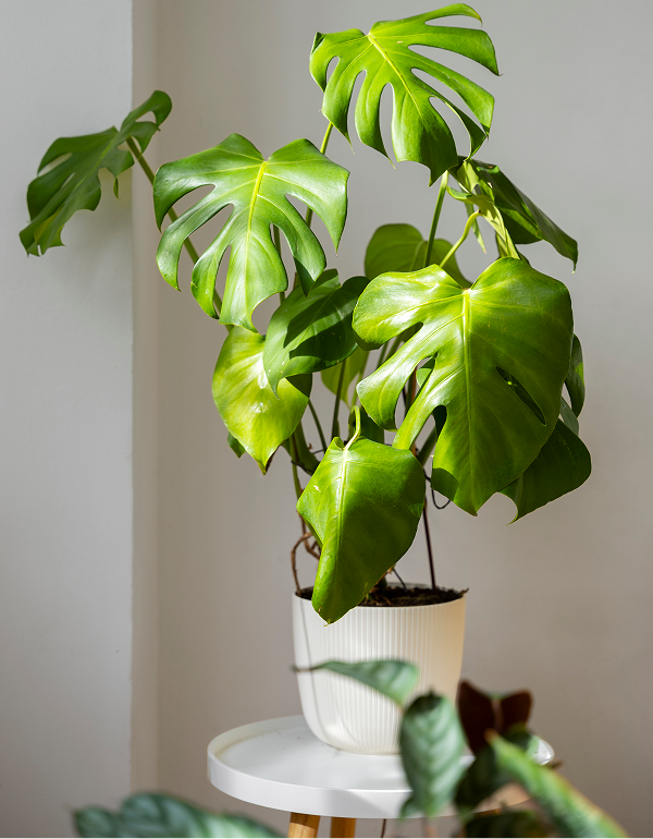 Philodendron Brasil (Philodendron hederaceum 'Brasil')