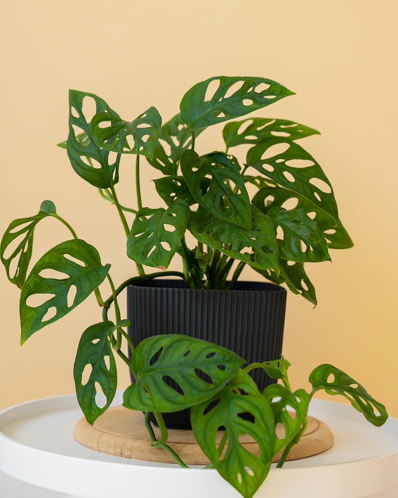 Split-Leaf Philodendron (Monstera deliciosa)
