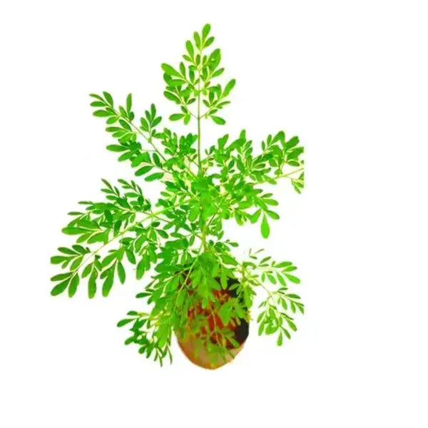 Ruta graveolens, Arutha