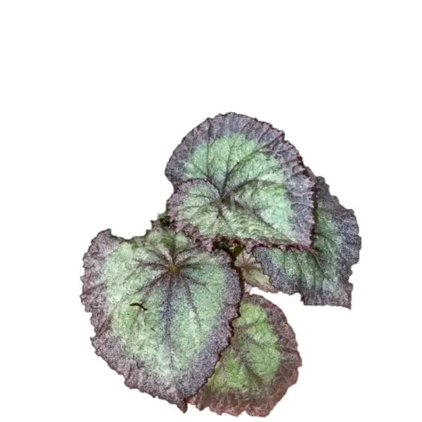 Begonia Violet Blonde