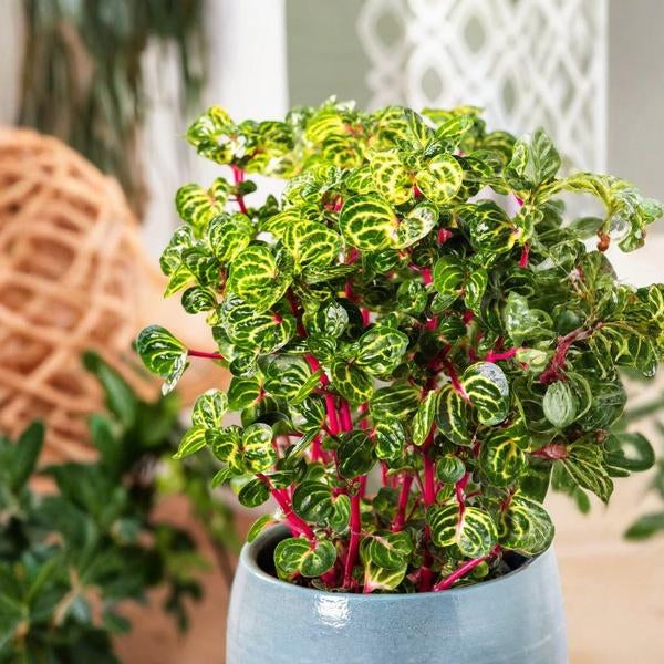 Iresine Herbsti Yellow