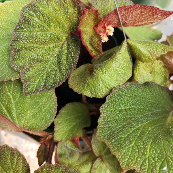 Begonia Manaus