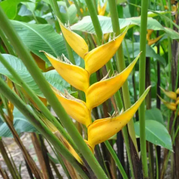 Heliconia Yellow Dancer