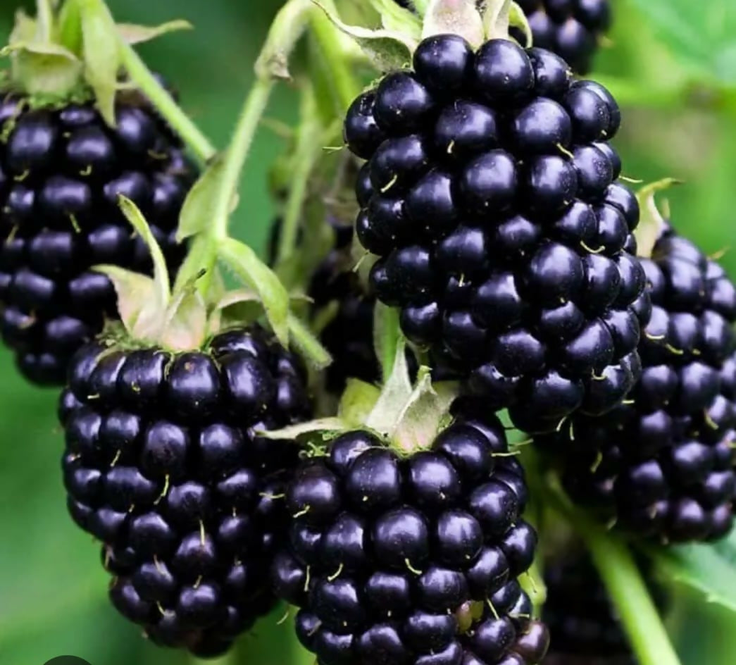 Blackberry – Sweet Berry Sapling - Keyfarm Wayanad
