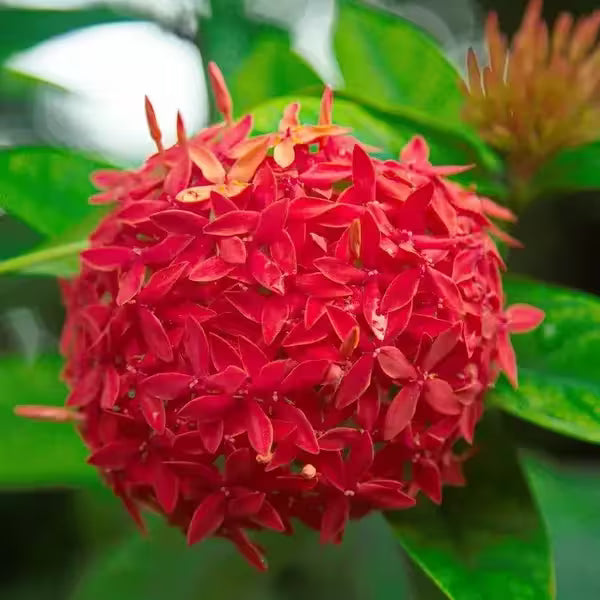 Ixora Coccinea Red Plant