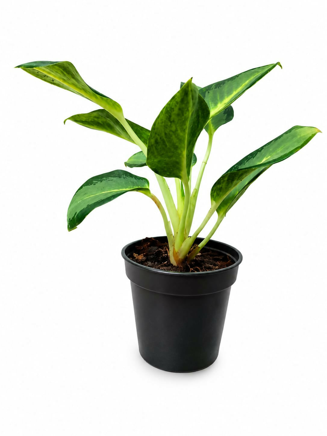 Aglaonema Osaka Green