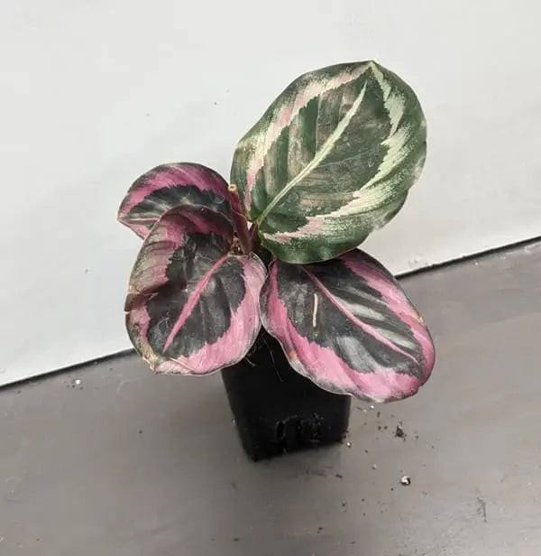 Calathea Red Wine