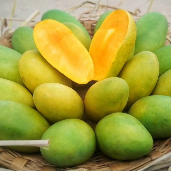 Dasheri Mango fruit Plant (Mangifera Indica)