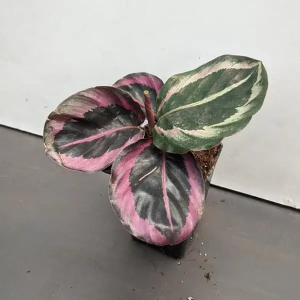 Calathea Red Wine