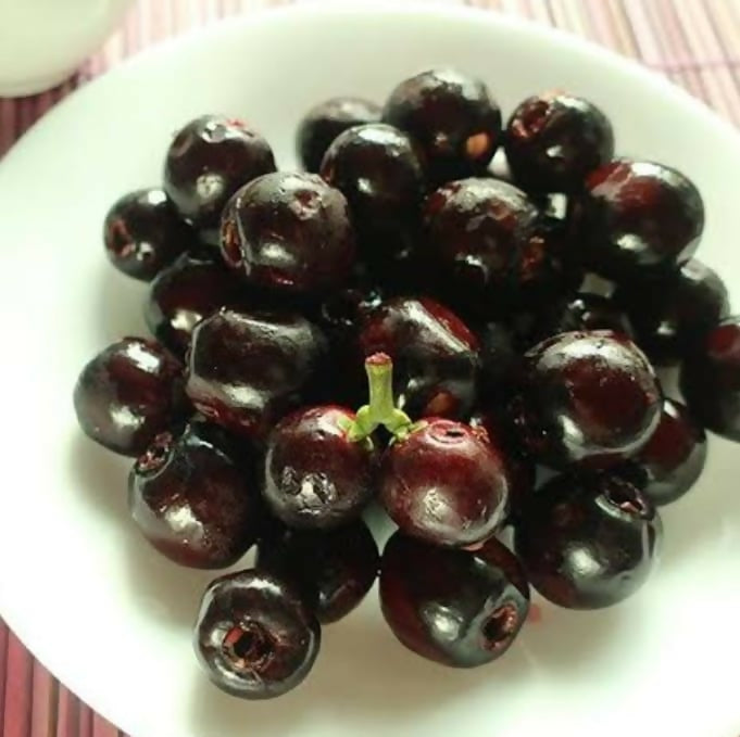 Lipote – Rare Tropical Live Grafted - Keyfarm Wayanad