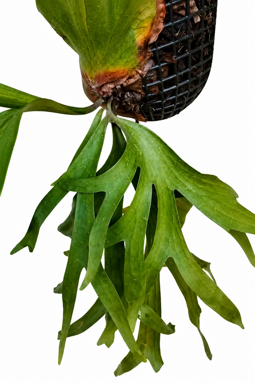 Platycerium Holttumii