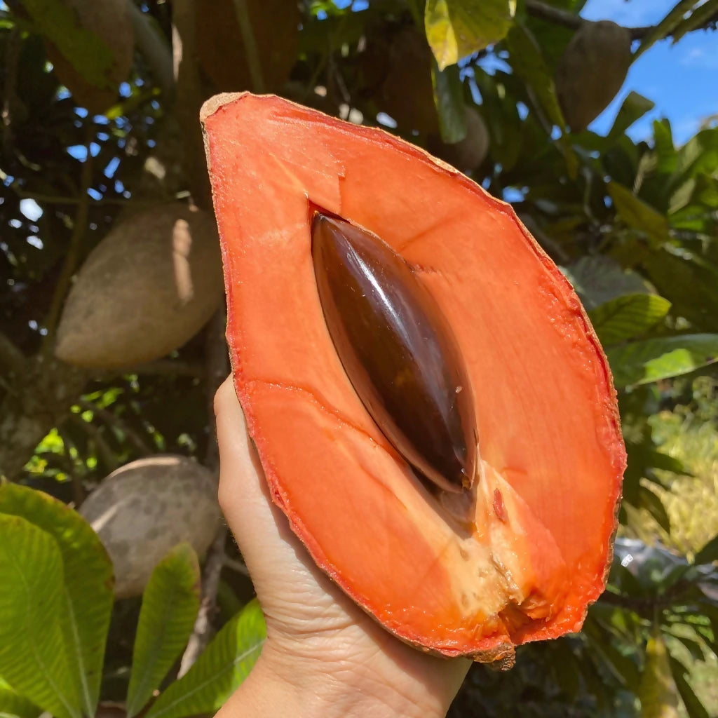 Mamey Sapote Magana Live Plants