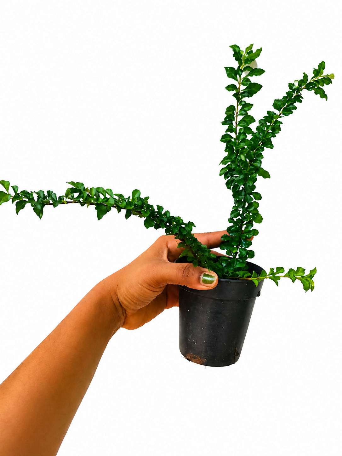Sleeping Duranta/ Krung Plant
