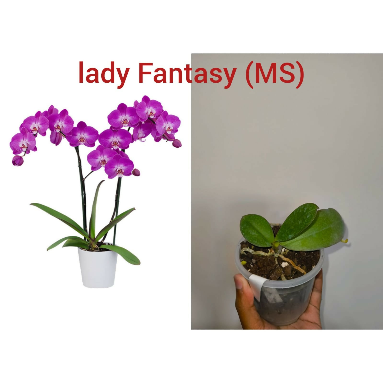 Phalenopsis Orchid-Lady Fantasy (MS)