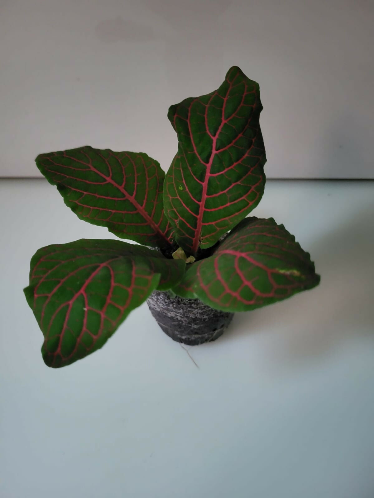 Five Fittonia Nerve Plants in a multi-color combo pack, ready for terrarium or indoor display