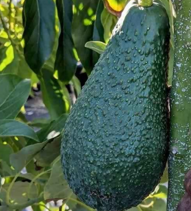 Pinkerton Avocados Live Plant (Persea americana)