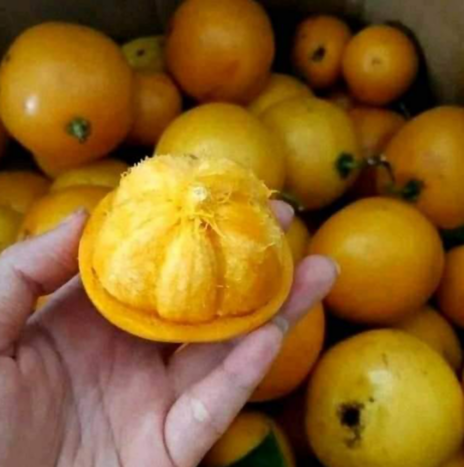 Mundu Fruit Plants (Garcinia Dulcis)