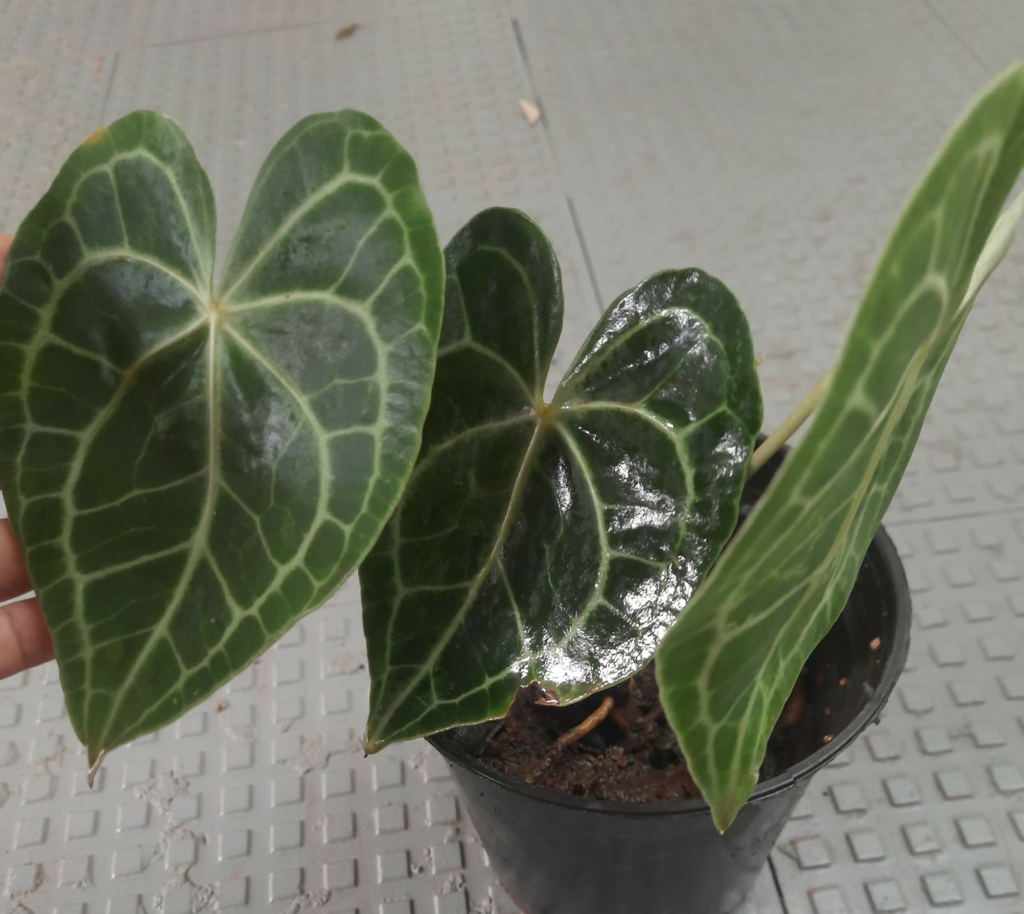 Anthurium clarinervium