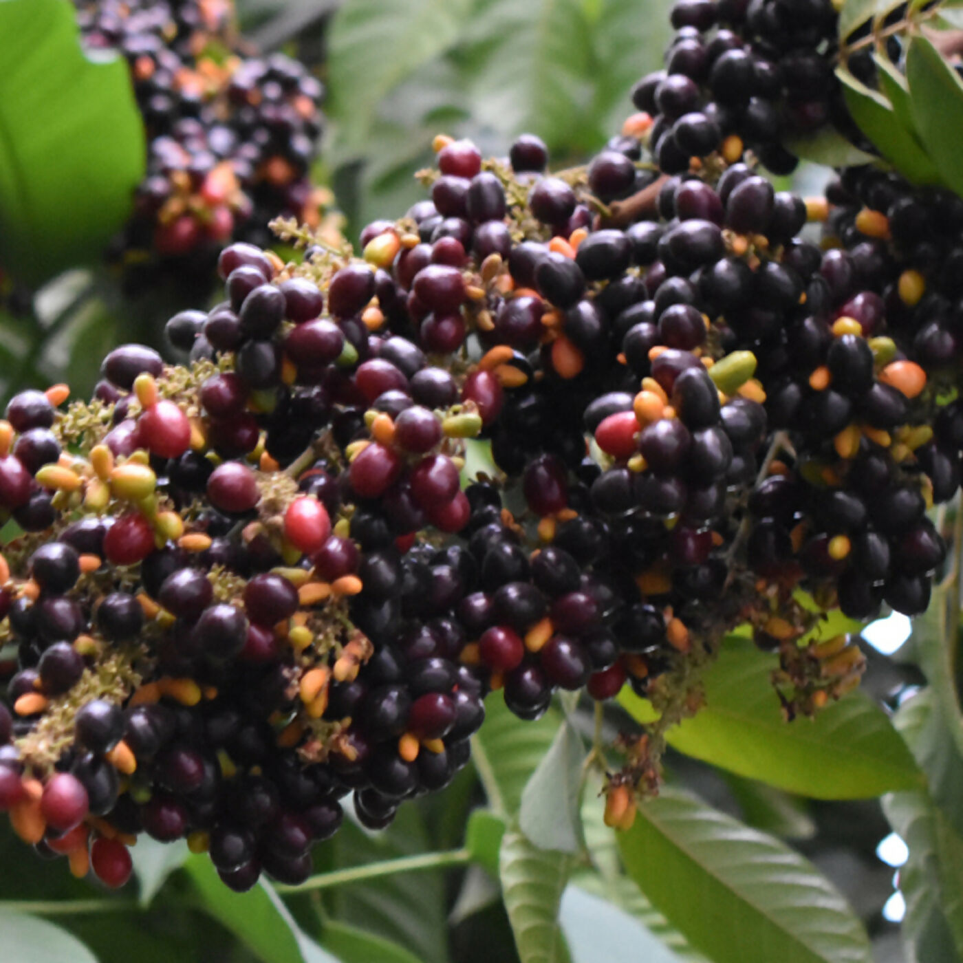 KAK JAM Fruit Plants (Lepisanthes Rubiginosa)