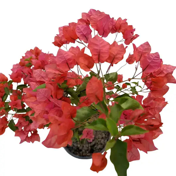 Bougainvillea Jakirana Red