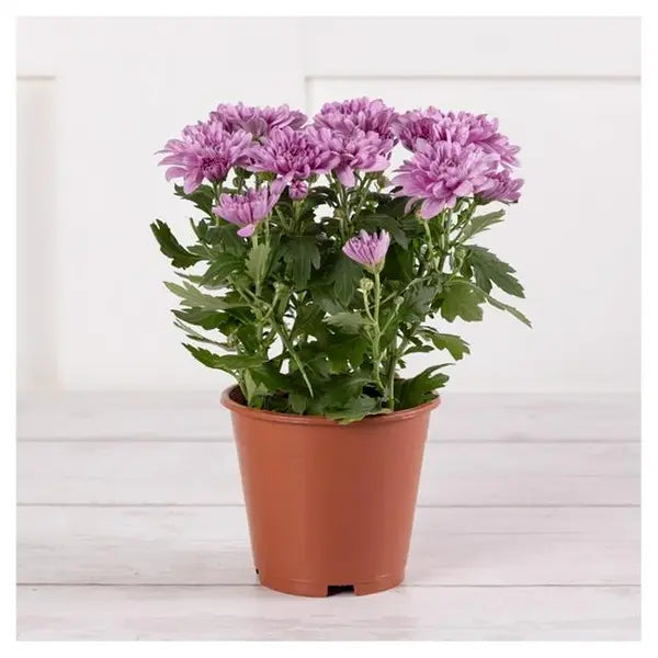 Jamanthi,Chrysanthemum Pink - Rare