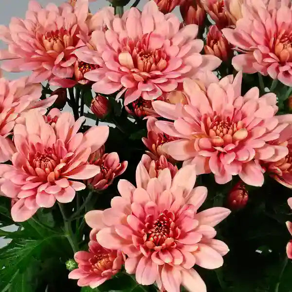 Jamanthi,Chrysanthemum Peach - Rare