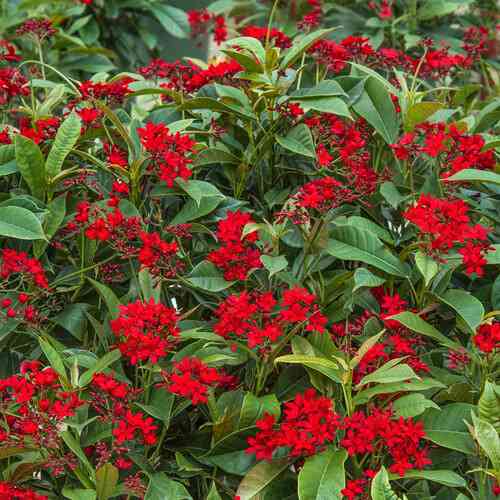 Jatropha Plant (Nettlespurges)