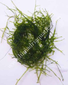 Vesicularia Dubyana Java Moss (small pouch)