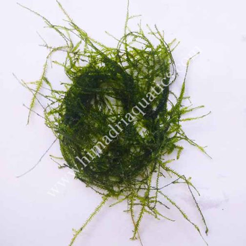 Vesicularia Dubyana Java Moss (small pouch)
