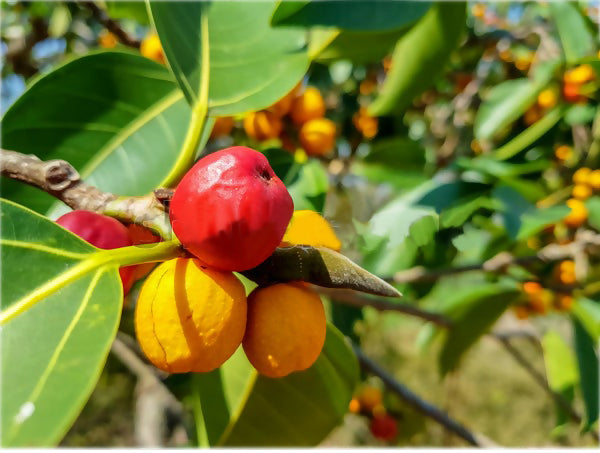 Kowa fruit Plants (Garcinia Kowa)