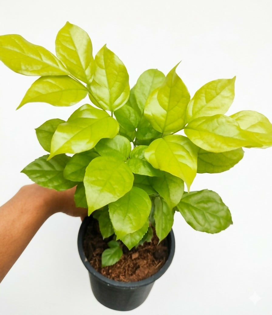 China Doll Gold |Radermachera gold house plant