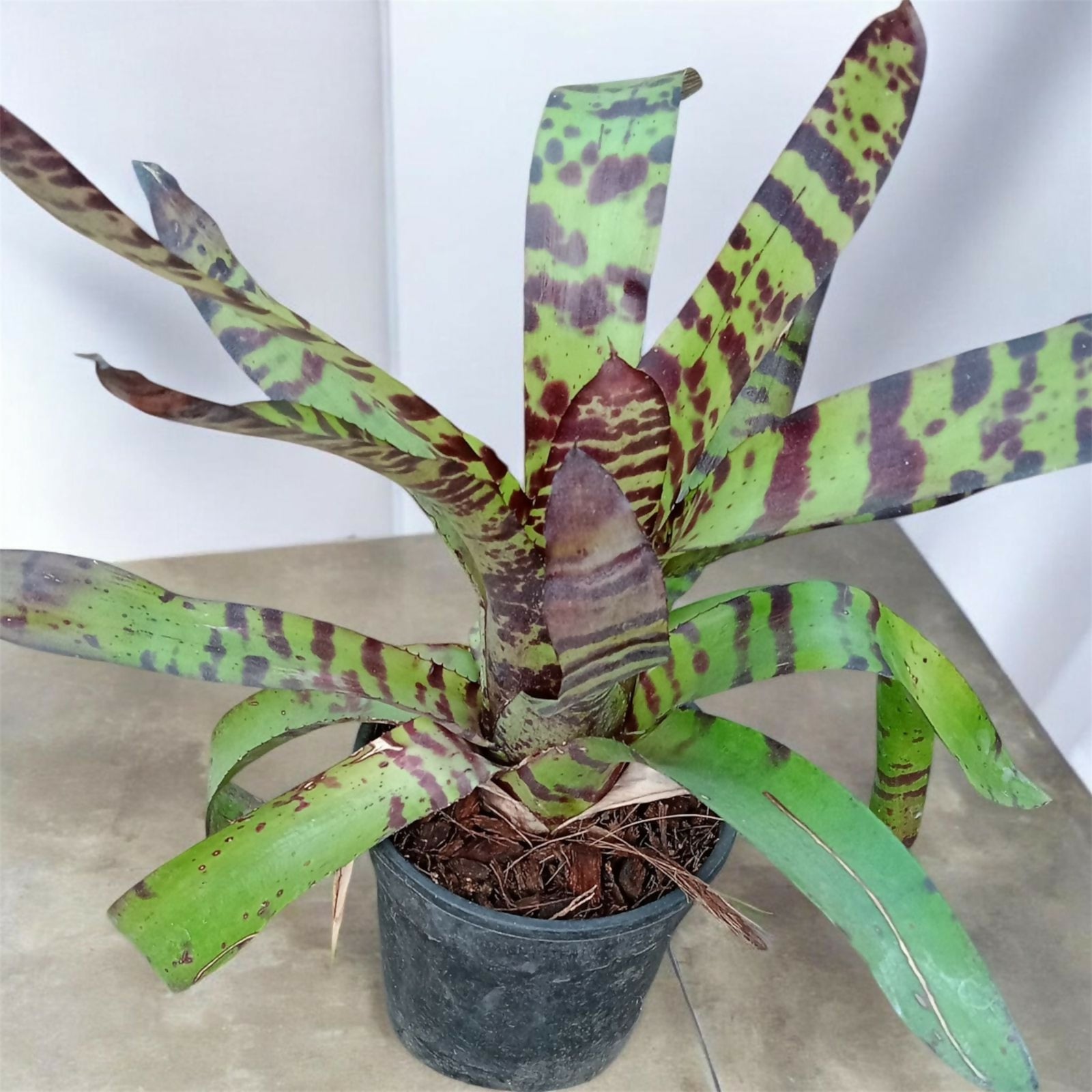 Bromeliad