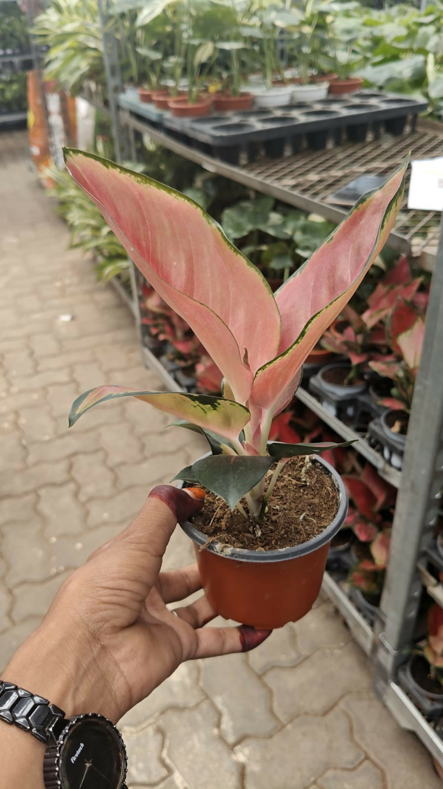 THAILAND SUPER RED AGLONEMA