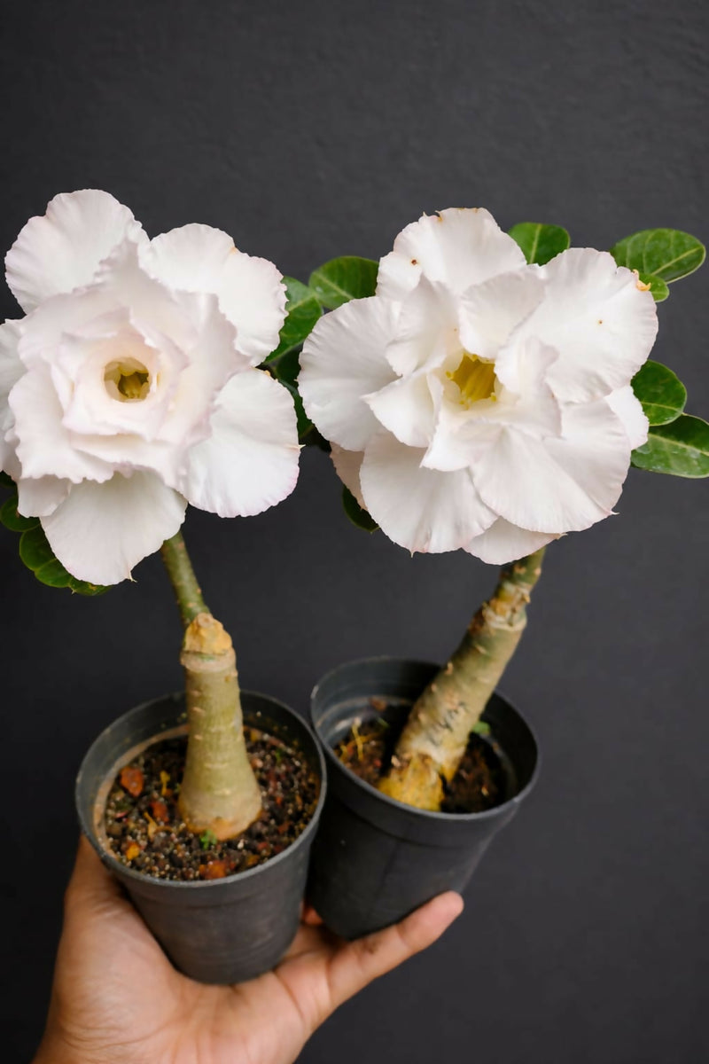 Adenium White – Foliages.in