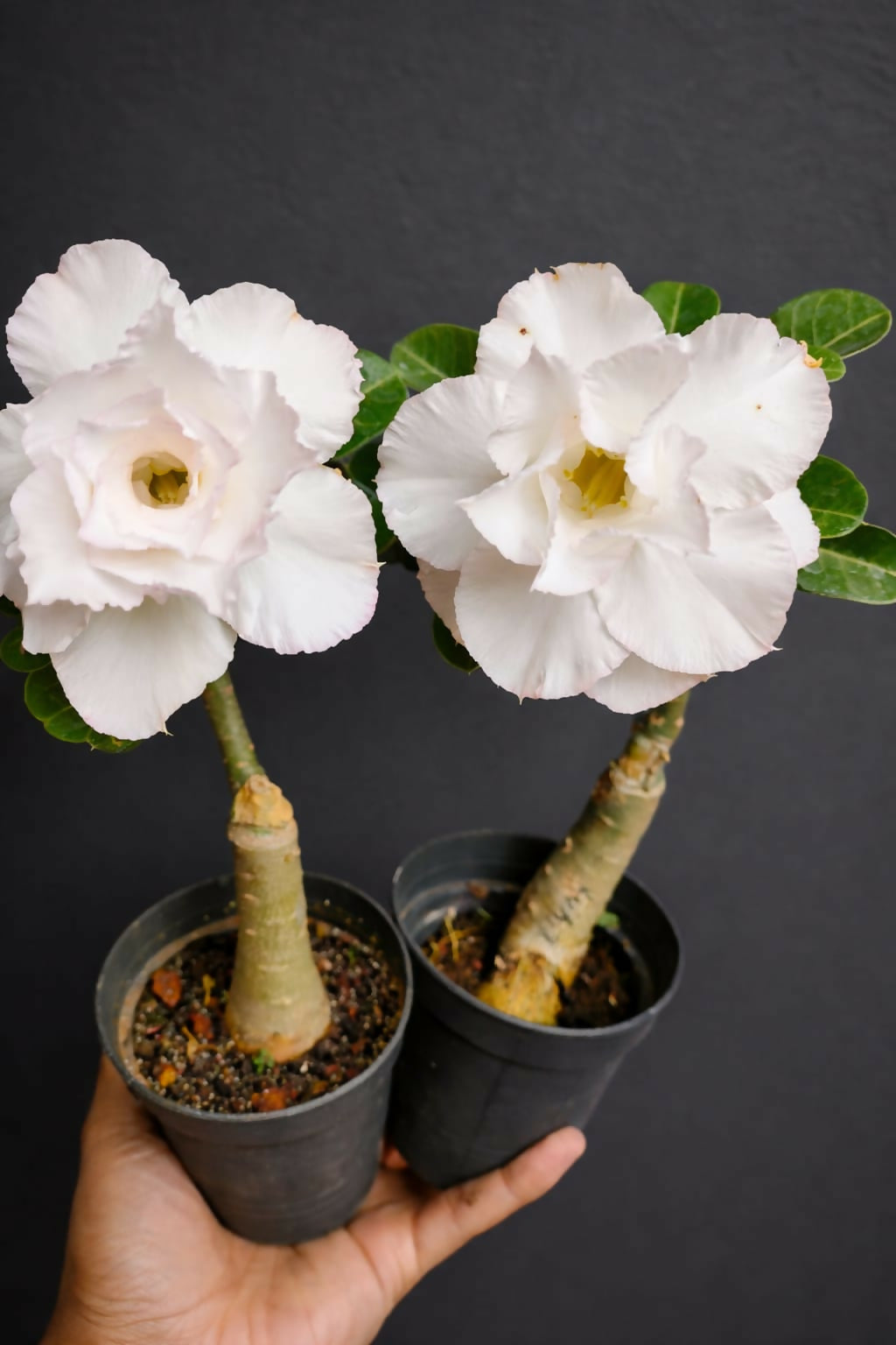 Adenium White