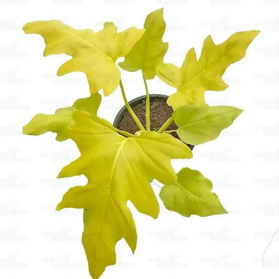 Philodendron 'Selloum Gold'