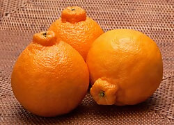 Dekopon Orange Plant - Sweet & Seedless Citrus - Keyfarm Wayanad