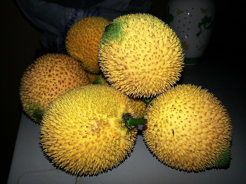 Madrono Fruit Plants (Garcinia Madruno)