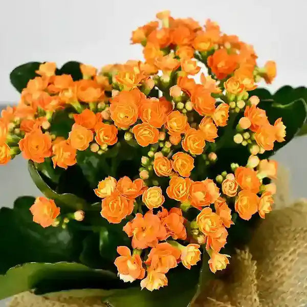 Kalanchoe Peach