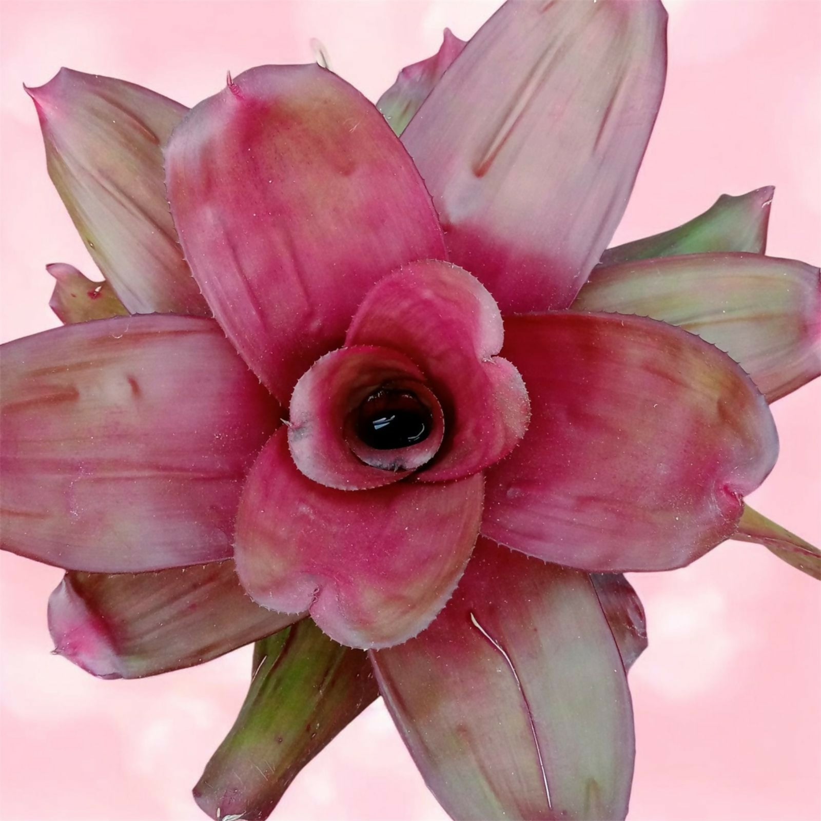 Bromeliad