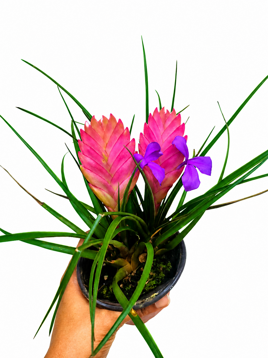 Air plants Pink Quill bushy