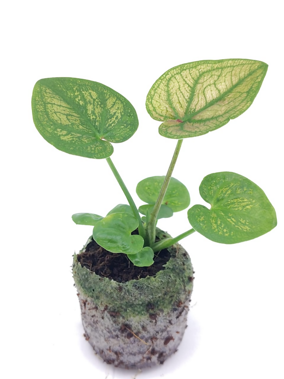 Caladium wang tong