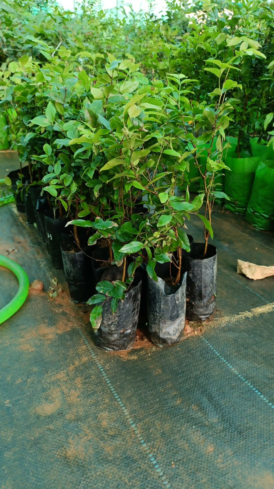 Presco Jaboticaba – Live Grafted - Keyfarm Wayanad