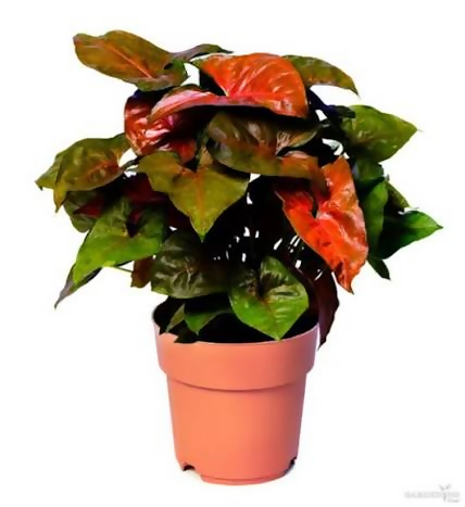 Syngonium Bronze
