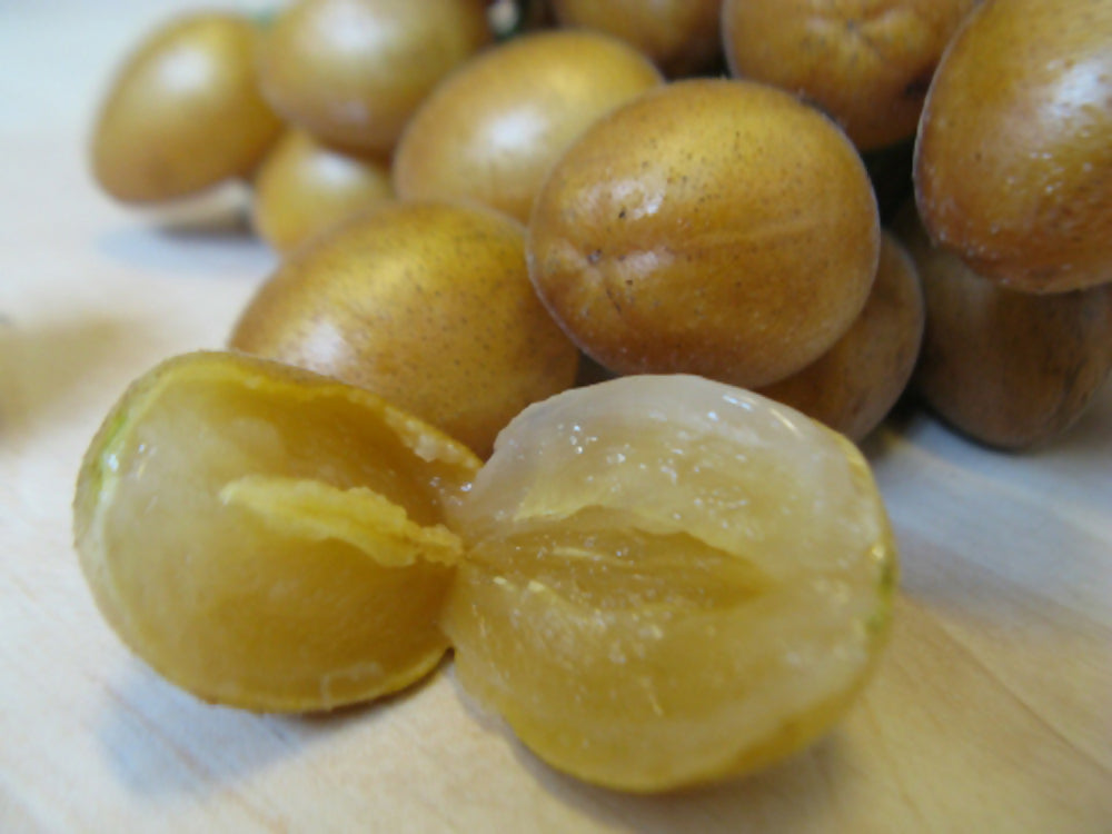 Wampee Fruit Plants (Clausena Lansium)