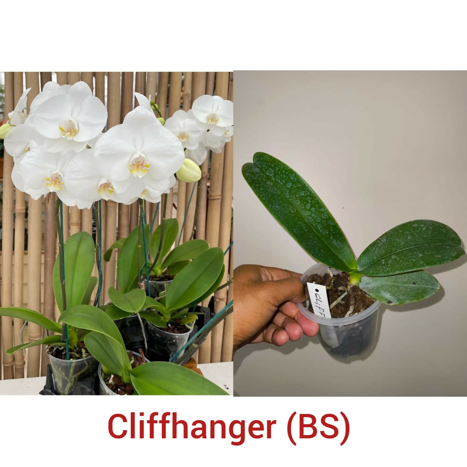 Phalenopsis Orchid- Cliffhanger (BS)