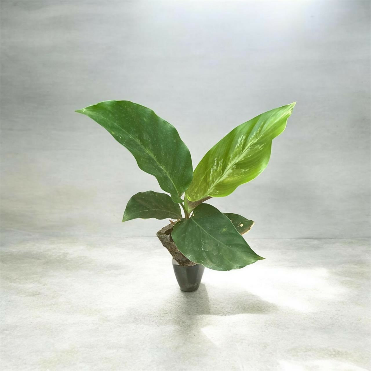 Calathea/ Marantha combo